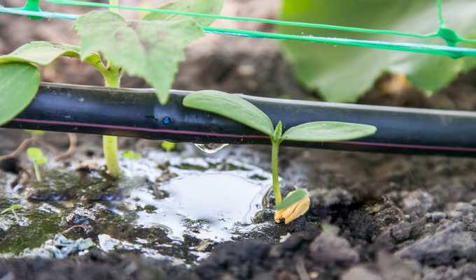 Drip Irrigation Systems – Advantages and Disadvantages