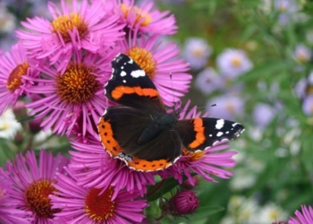‘Silent Spring Is Already Here’: Global Study Shows Nearly 25% Drop in Insect Population Over 30 Years