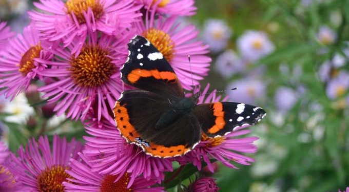 ‘Silent Spring Is Already Here’: Global Study Shows Nearly 25% Drop in Insect Population Over 30 Years
