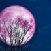 The Upcoming ‘Super Pink Moon’ Will Be the Biggest and Best of 2020