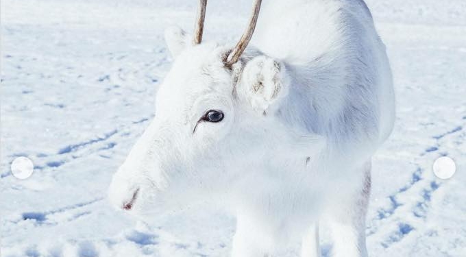 While Hiking in Norway, Photographer Captures Extremely Rare White Baby Reindeer