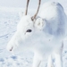 While Hiking in Norway, Photographer Captures Extremely Rare White Baby Reindeer