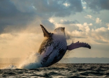 Great News! Iceland Won’t Be Killing Any Whales This Year