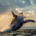 Great News! Iceland Won’t Be Killing Any Whales This Year
