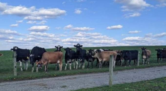 Instead Of Dumping Out Their Milk, Dairy Farmers Bottle It Themselves—Sell Out In Hours