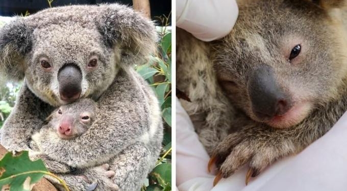 First Baby Koala Born In Australian Wildlife Park Since Devastating Bushfires
