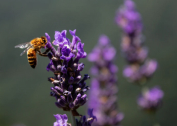 Bees Are Thriving As Pollution Plummets and Environmental Conditions Improve