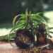 Hemp Is Economically And Environmentally Sustainable