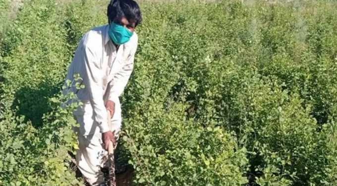 Pakistan Hired 63,000 People Unemployed By COVID-19 to Help Plant 10 billion Trees