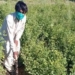 Pakistan Hired 63,000 People Unemployed By COVID-19 to Help Plant 10 billion Trees