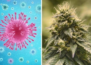 Promising Research Shows That Some Cannabis Strains May Help Protect Against COVID-19