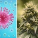 Promising Research Shows That Some Cannabis Strains May Help Protect Against COVID-19