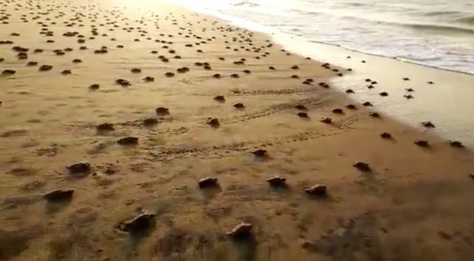 Stunning Video Shows When TWENTY MILLION Rare Baby Turtles Crawl To Sea for First Time