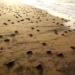 Stunning Video Shows When TWENTY MILLION Rare Baby Turtles Crawl To Sea for First Time
