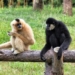 World’s Rarest Primate, the Critically Endangered Hainan Gibbon, Returns From Brink of Extinction