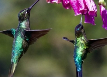 Hummingbirds Can See Totally Different Colors Outside The Human Spectrum