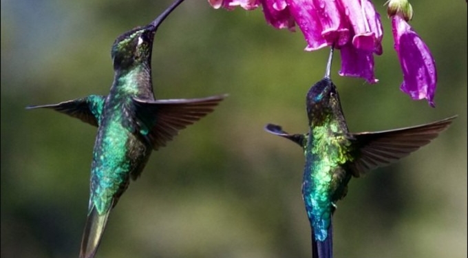 Hummingbirds Can See Totally Different Colors Outside The Human Spectrum