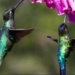 Hummingbirds Can See Totally Different Colors Outside The Human Spectrum