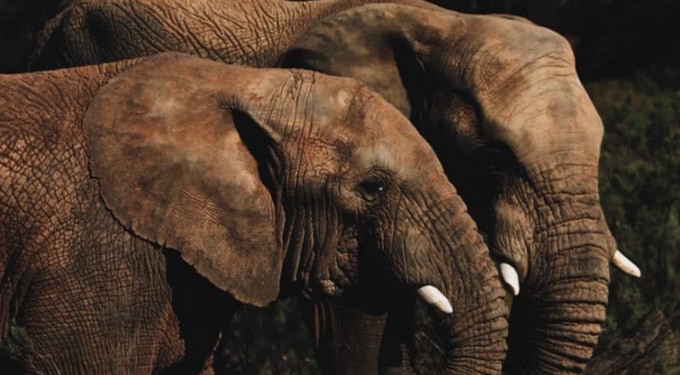With Tourists Gone, Long-Endangered Elephants Reclaim Thai National Park