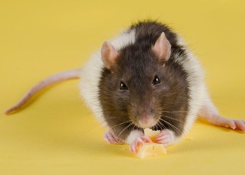 ‘Fat Burning’ Molecule Has Implications For Treatment of Obesity