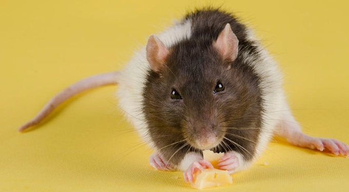 ‘Fat Burning’ Molecule Has Implications For Treatment of Obesity