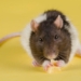 ‘Fat Burning’ Molecule Has Implications For Treatment of Obesity