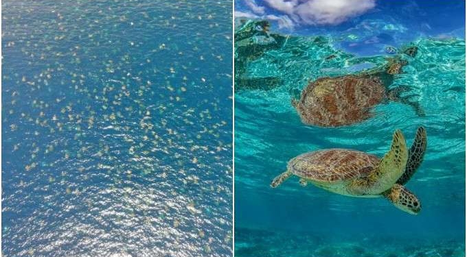Stunning Drone Footage Shows 64 THOUSAND Green Turtles Swimming Around Great Barrier Reef