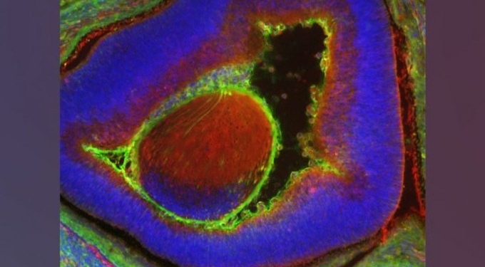 Scientists Create New Human Mouse Chimera That’s 4% Human