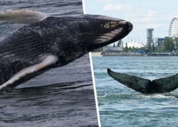 Humpback Whale Seen Swimming In Montreal River For First Time Ever