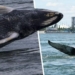 Humpback Whale Seen Swimming In Montreal River For First Time Ever