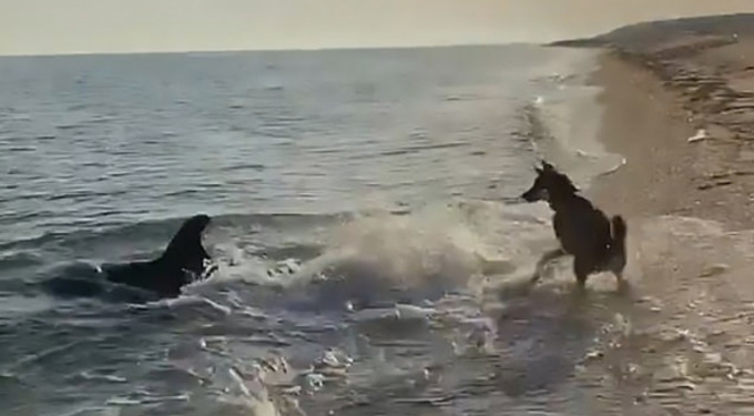 Puppy Love: Incredible Video Shows Dog and Dolphin Playing Together at the Beach