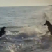 Puppy Love: Incredible Video Shows Dog and Dolphin Playing Together at the Beach