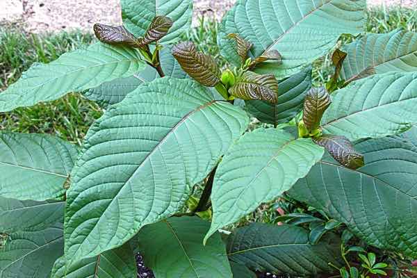 What Makes Kratom And CBD So Helpful In Treating Skin Conditions?