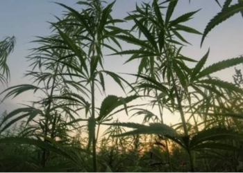 NBA Gives Green Light to Cannabis Use By Players, Won’t Test Athletes for Drugs: Report
