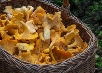 10 Wide-Ranging Health Benefits Of Mushrooms