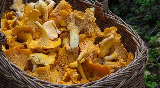 10 Wide-Ranging Health Benefits Of Mushrooms