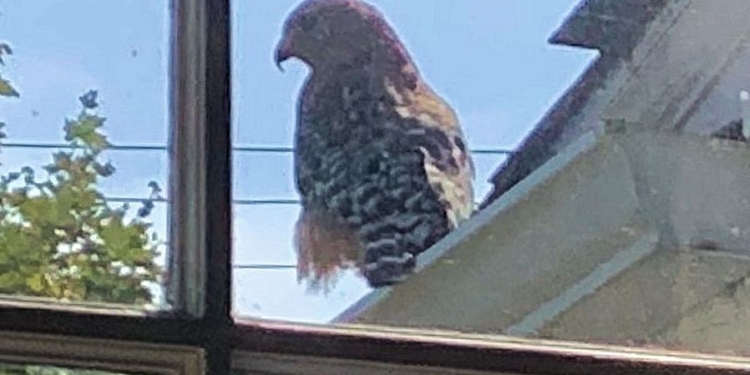 A Gift For All of Us: a Falcon In the Garden