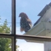 A Gift For All of Us: a Falcon In the Garden