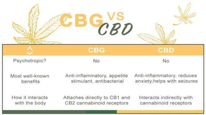 How CBG Oil Is a Natural Pain Remedy