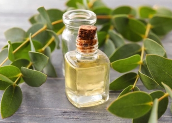 Eucalyptus Oil May Reduce Inflammatory Reactions in Lungs