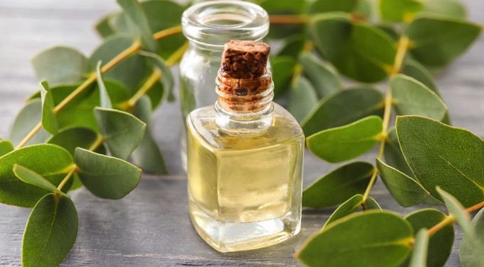 Eucalyptus Oil May Reduce Inflammatory Reactions in Lungs