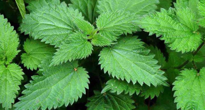 One Plant Fits All – 19 Benefits of Stinging Nettle
