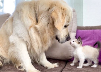 Golden Retriever and Kitten Play for the First Time!