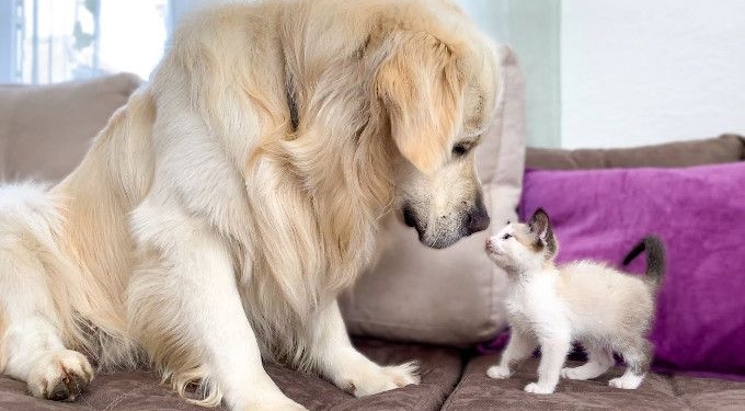 Golden Retriever and Kitten Play for the First Time!