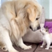 Golden Retriever and Kitten Play for the First Time!