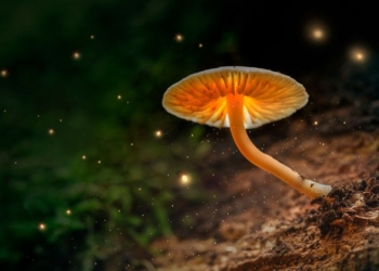 Oregon to Vote on Legalizing Psychedelic Mushrooms, Creating ‘Psilocybin Therapy’ System