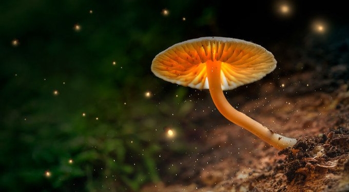 Oregon to Vote on Legalizing Psychedelic Mushrooms, Creating ‘Psilocybin Therapy’ System
