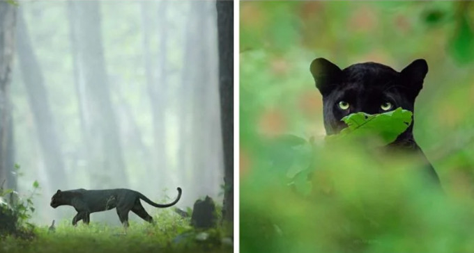 Incredible Photos Of A Rare Black Panther Roaming In The Jungles Of India