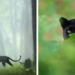 Incredible Photos Of A Rare Black Panther Roaming In The Jungles Of India