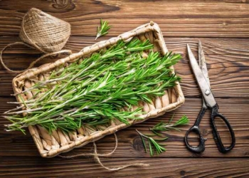 Can Rosemary Improve Cognitive Function?